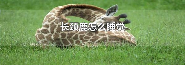 长颈鹿怎么睡觉