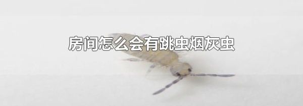 房间怎么会有跳虫烟灰虫