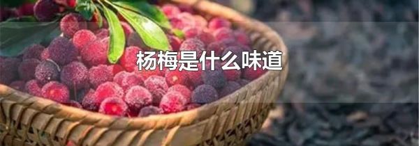 杨梅是什么味道