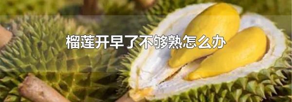 榴莲开早了不够熟怎么办
