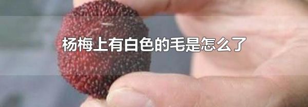 杨梅上有白色的毛是怎么了