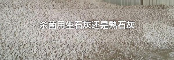 杀菌用生石灰还是熟石灰