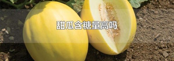 甜瓜含糖量高吗