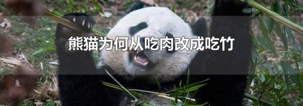 熊猫为何从吃肉改成吃竹
