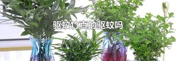 驱蚊竹真的驱蚊吗
