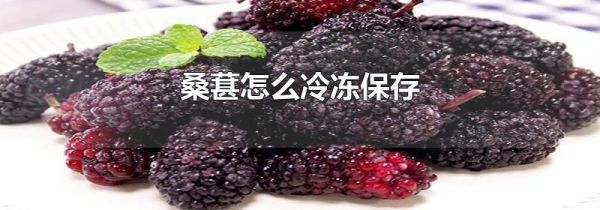 桑葚怎么冷冻保存