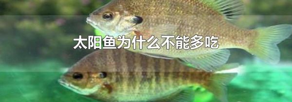 太阳鱼为什么不能多吃