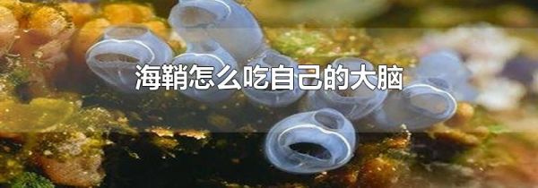 海鞘怎么吃自己的大脑