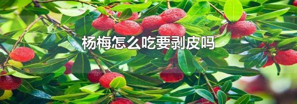 杨梅怎么吃要剥皮吗