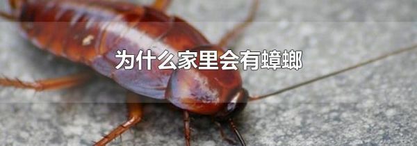 为什么家里会有蟑螂
