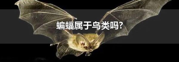 蝙蝠属于鸟类吗?