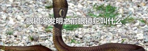 眼镜没发明之前眼镜蛇叫什么