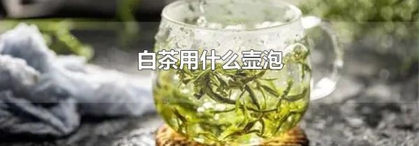 白茶用什么壶泡