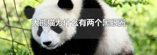 大熊猫为什么有两个黑眼圈