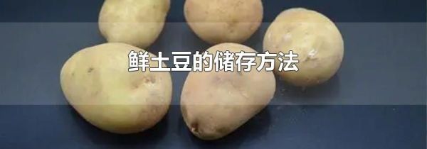 鲜土豆的储存方法