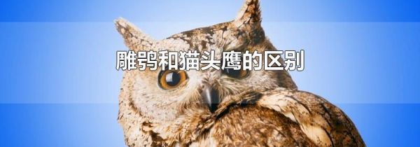 雕鸮和猫头鹰的区别