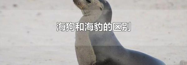 海狗和海豹的区别