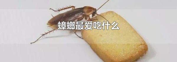 蟑螂最爱吃什么