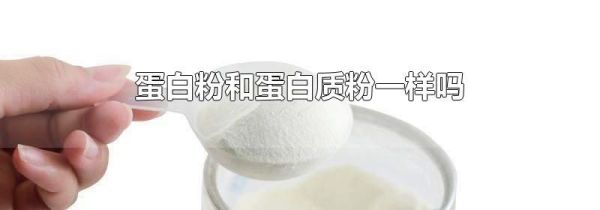 蛋白粉和蛋白质粉一样吗