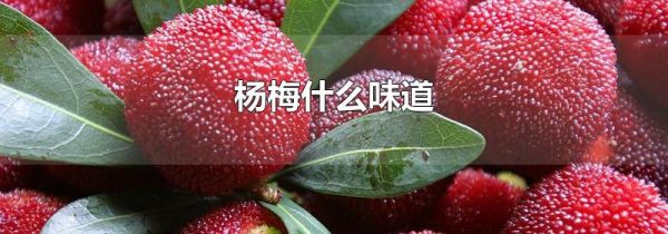 杨梅什么味道