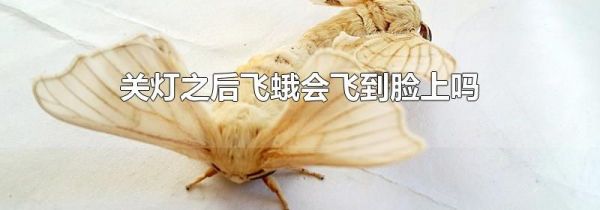 关灯之后飞蛾会飞到脸上吗
