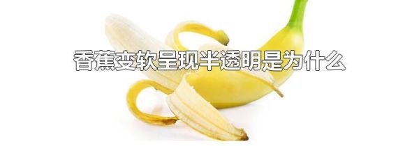 香蕉变软呈现半透明是为什么