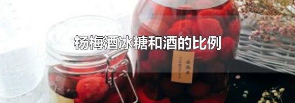 杨梅酒冰糖和酒的比例