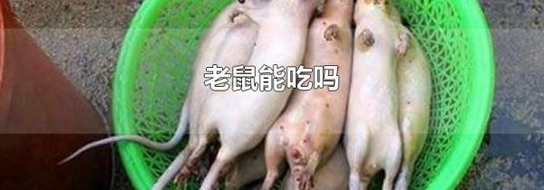 老鼠能吃吗