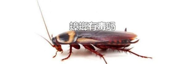 蟑螂有毒吗