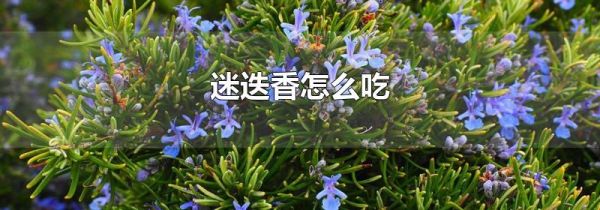 迷迭香怎么吃