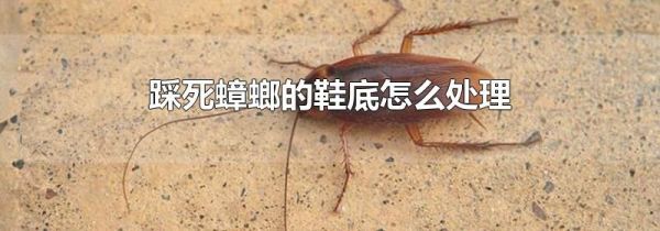 踩死蟑螂的鞋底怎么处理