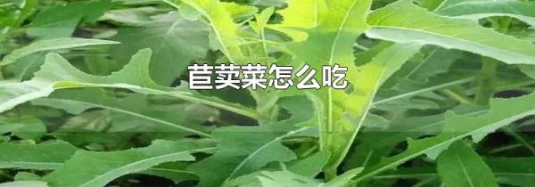 苣荬菜怎么吃