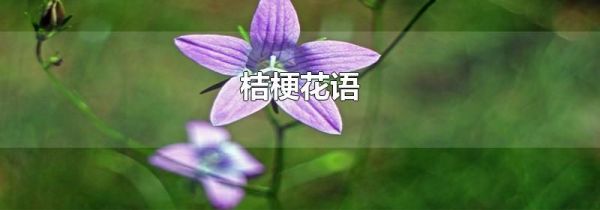 桔梗花语