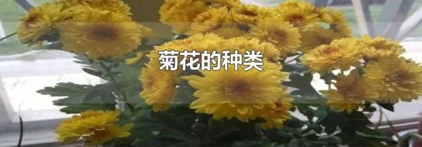 菊花的种类