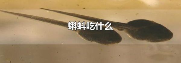 蝌蚪吃什么