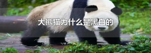 大熊猫为什么是黑白的