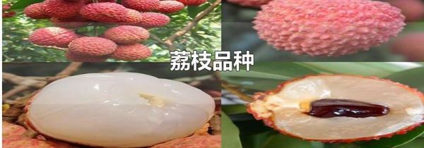 荔枝品种
