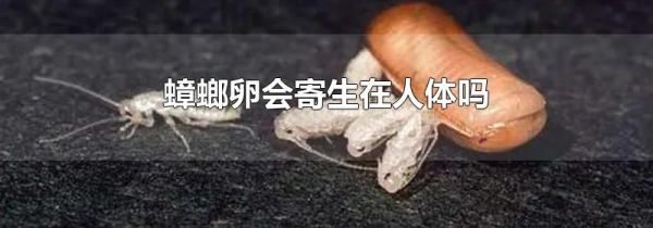 蟑螂卵会寄生在人体吗