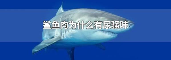 鲨鱼肉为什么有尿骚味