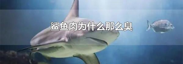 鲨鱼肉为什么那么臭