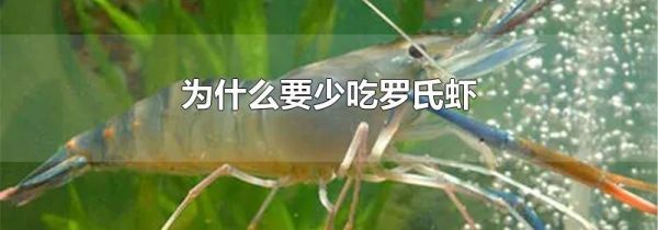 为什么要少吃罗氏虾