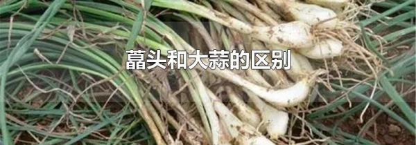 藠头和大蒜的区别