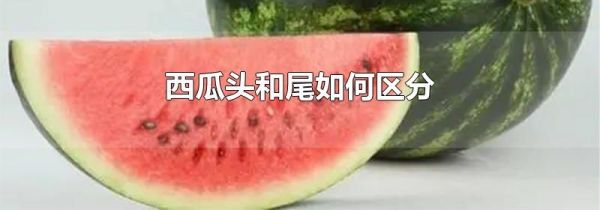 西瓜头和尾如何区分