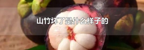 山竹坏了是什么样子的