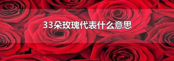 33朵玫瑰代表什么意思