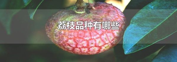 荔枝品种有哪些