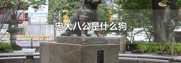 忠犬八公是什么狗