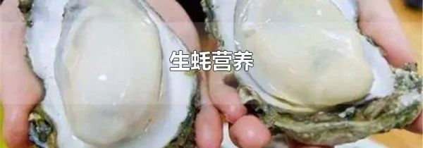 生蚝营养