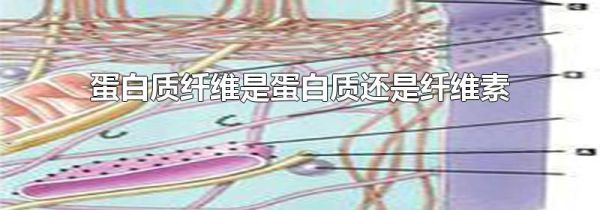 蛋白质纤维是蛋白质还是纤维素
