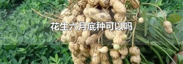 花生六月底种可以吗